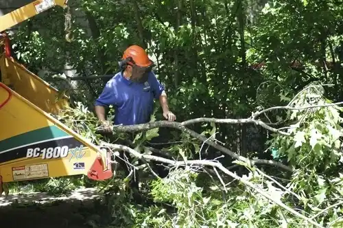 tree services Watkins Glen